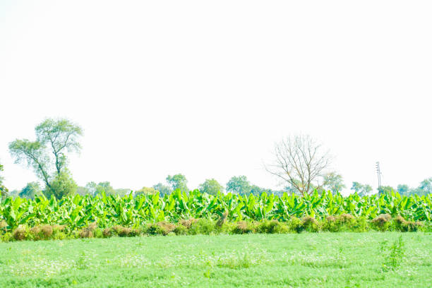 Green Banana field