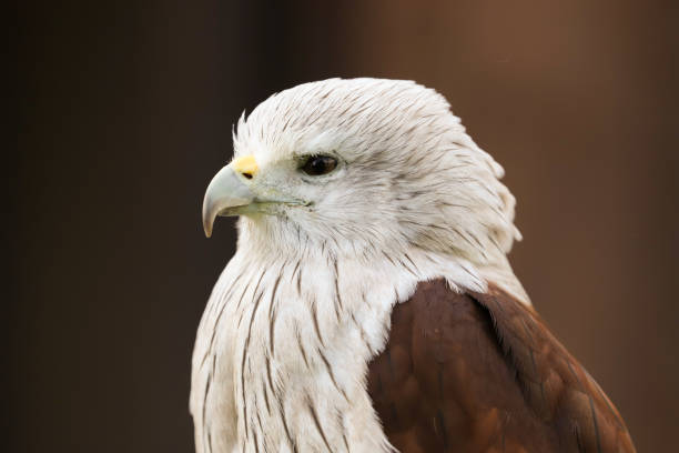 istock Brahminy Kite bird of prey 1165098529