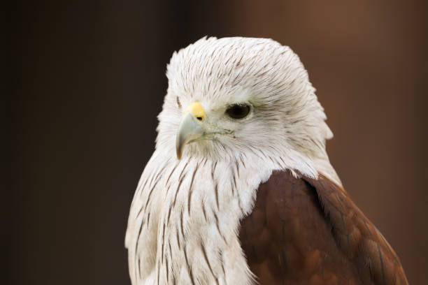 istock Brahminy Kite bird of prey 1165098532