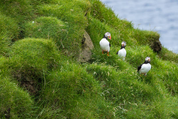istock Atlantic Puffins (Fratercula arctica) on Mykines, Faroe Islands. Denmark. Europe 1165098564