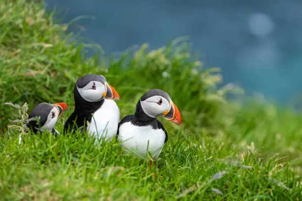 Atlantic Puffins (Fratercula arctica) on Mykines, Faroe Islands. Denmark. Europe