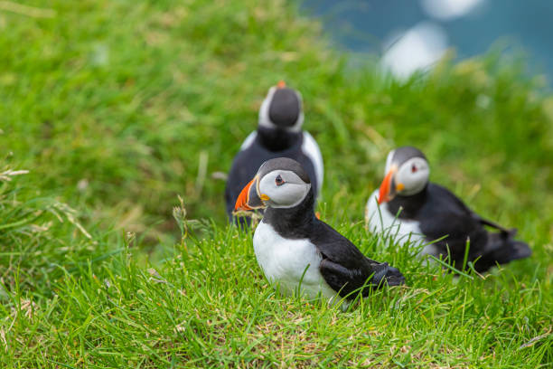 istock Atlantic Puffins (Fratercula arctica) on Mykines, Faroe Islands. Denmark. Europe 1165098619