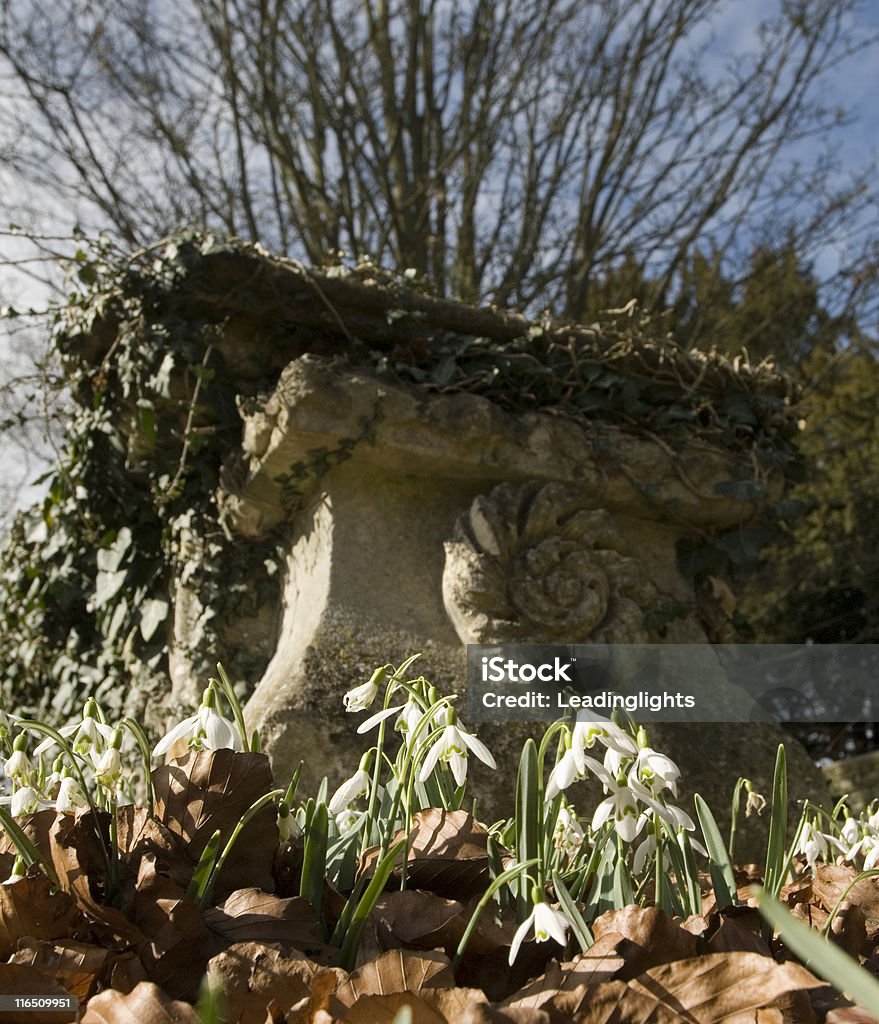 Snowdrops & Grave - Foto stock royalty-free di Albero