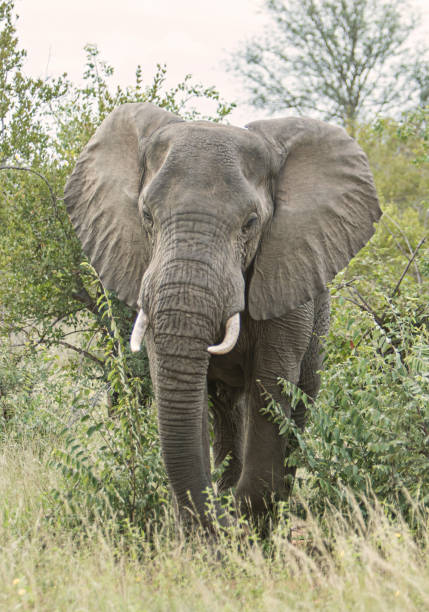 istock lonely elephant walking in the bush 1165099512