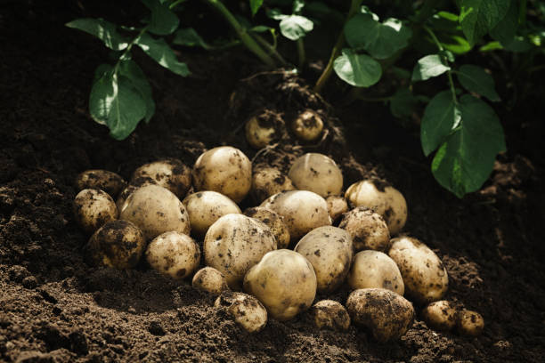 cosecha de patatas frescas crudas en el suelo. productos agrícolas orgánicos - plowed field field fruit vegetable fotografías e imágenes de stock