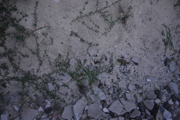 istock White construction river sand with grass growing and stones in the evening. 1165099866