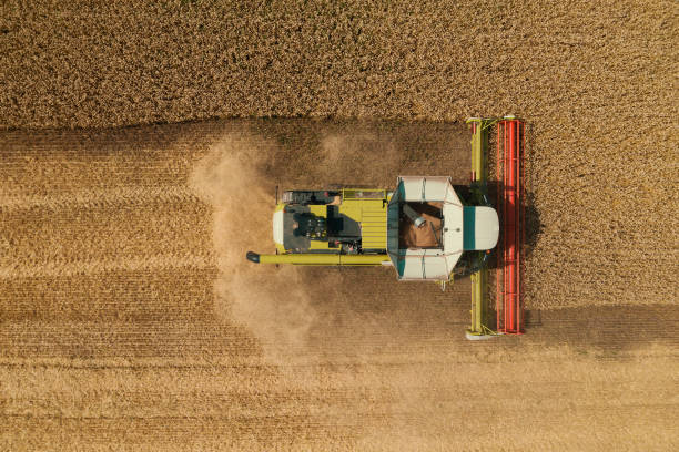 istock Harvester machine in yellow grain field, aerial top view 1165100216