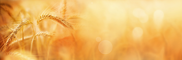 Golden wheat field in late summer with bokeh for a background