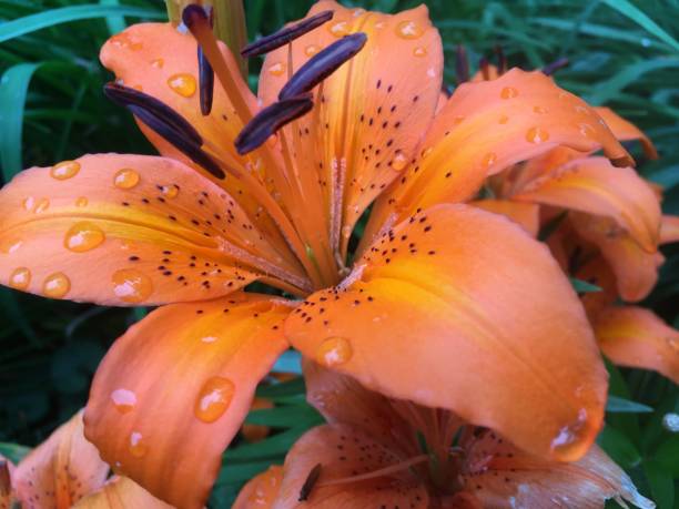 istock Beauty of Orange 1165101948