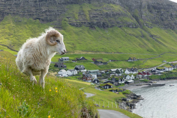 Wildlife in the Faroe Islands. Sheep on Vagar island. Faroe Islands. Denmark. Europe. Wildlife in the Faroe Islands. Sheep on Vagar island. Faroe Islands. Denmark. Europe. vágar photos stock pictures, royalty-free photos & images