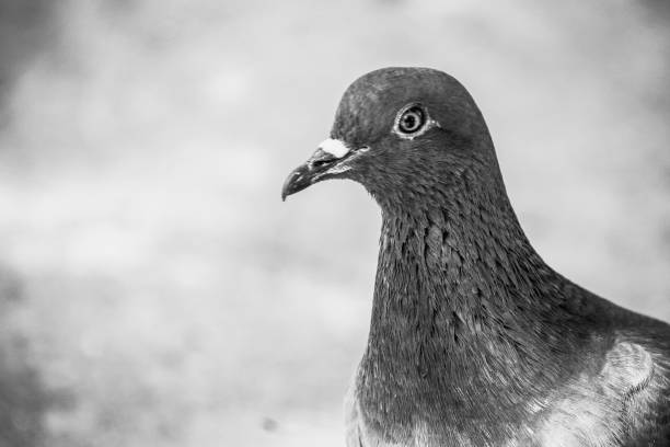 istock Pigeon black and white photo blur background 1165104128