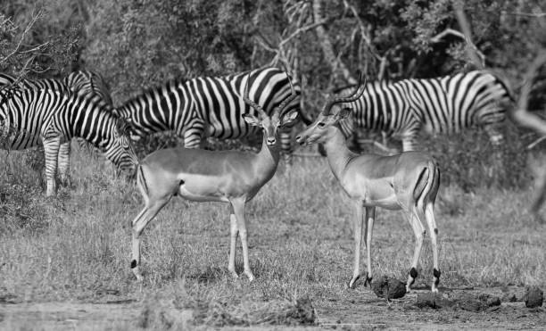 istock antelopes and zebras grazing 1165104131