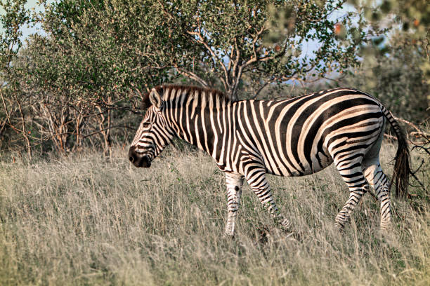 istock lonely zebra in the savannah 1165104576