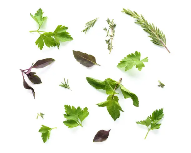 Various fresh herbs collection isolated on white background. Natural herbs for medicine or cooking.