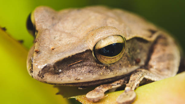 istock Close-Up Of Brown tree frog 1165104775