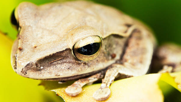 istock Close-Up Of Brown tree frog 1165104804