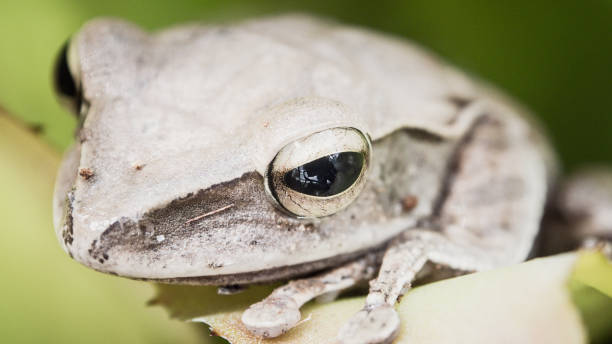 istock Close-Up Of Brown tree frog 1165104808