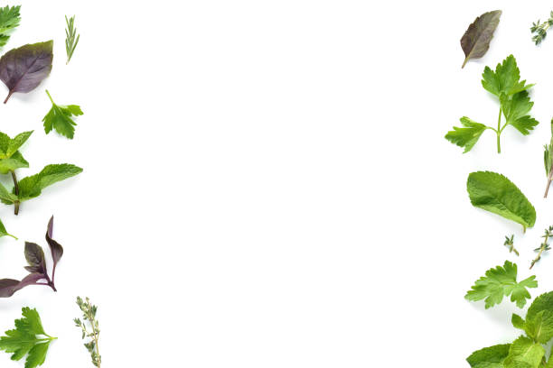 Frame background made of various fresh herbs - rosemary, parsley, thyme, mint and cilantro. Creative template with copy space. Isolated on white.