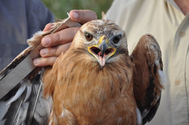 istock The beautiful birds bonelli eagle in the natural environment 1165105965