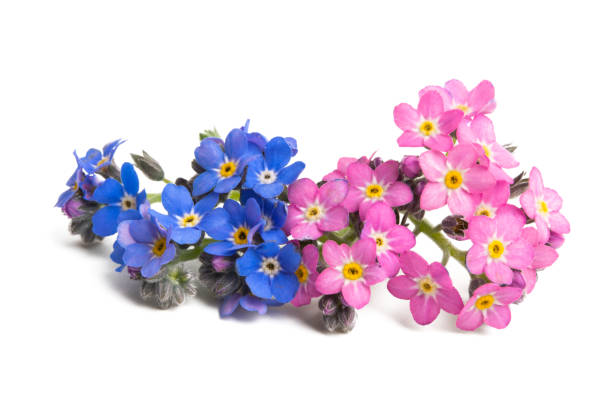 istock forget-me-not flower isolated 1165106087