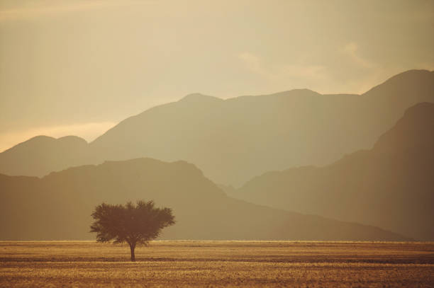 paysage namibien envoûtant avec une silhouette d'arbre simple au lever de soleil - kalahari gemsbok national park photos et images de collection