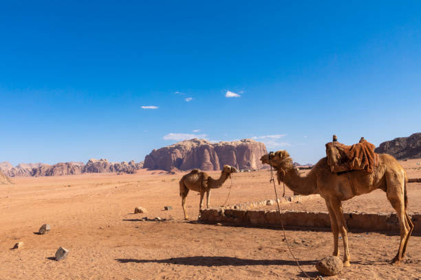 istock Resting camels, Wadi Rum desert, Jordan. 1165107036