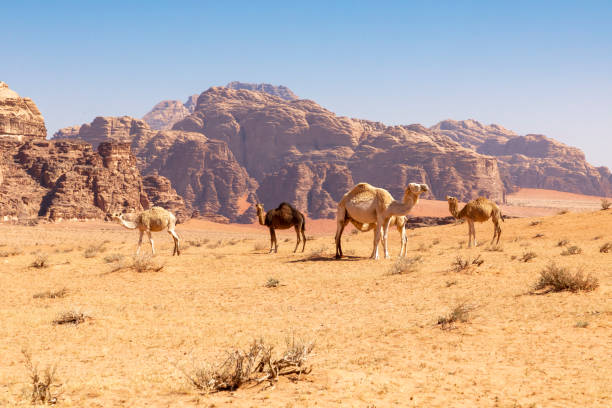 istock Resting camels, Wadi Rum desert, Jordan. 1165107049