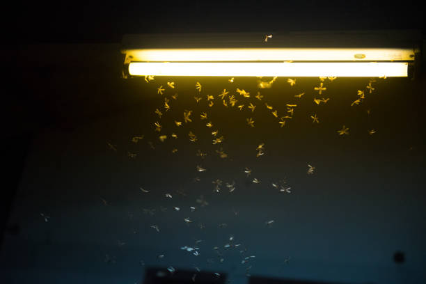 istock moth flying in the fire ,the neon light in night time, it's raining time. 1165108049