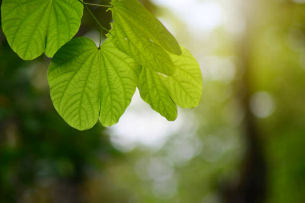 istock Beautiful sunlight blurred green leaf nature in garden background. 1165108677