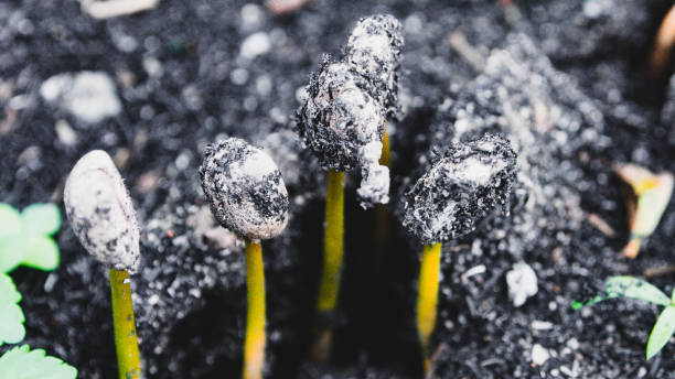 istock Close-Up Of Coffee Sprouts 1165108696