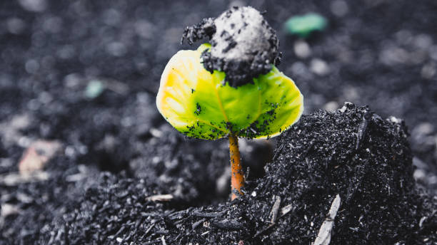 istock Close-Up Of Coffee Sprouts 1165108990