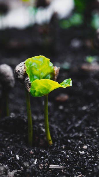 istock Close-Up Of Coffee Sprouts 1165109004