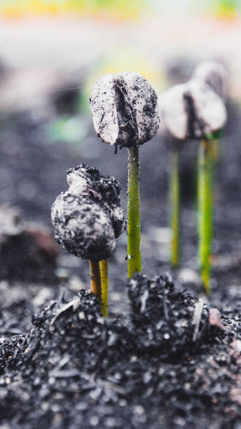 istock Close-Up Of Coffee Sprouts 1165109084