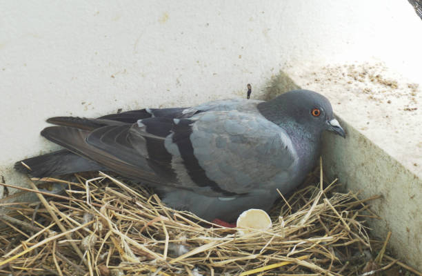 pigeon s'asseyant sur l'oeuf dans le nid d'oiseau - birds nest animal nest animal egg blue photos et images de collection