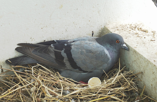 Pigeon sitting on egg in bird nest