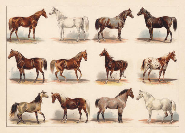 rasy koni, chromolitograf, opublikowane w 1896 - trakehner horse stock illustrations