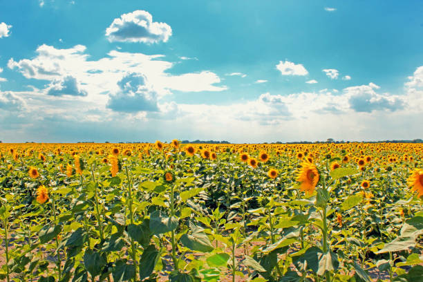 istock Sunflowers field with cloudy blue sky 1165109631