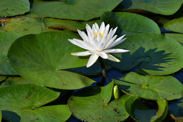 water lily and bud - frog water lily pond sunlight imagens e fotografias de stock