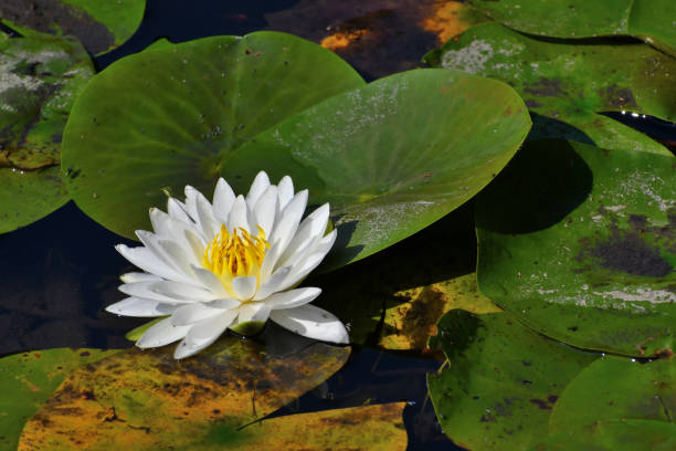 istock Water lily and pads with rust-like markings 1165110997
