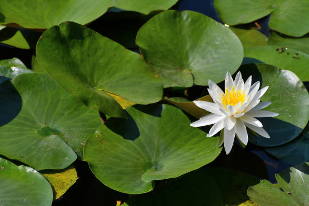 water lily and curving pads - frog water lily pond sunlight imagens e fotografias de stock