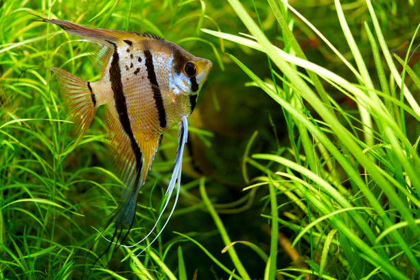 istock A pterophyllum scalare also known as freshwater angelfish 1165112618