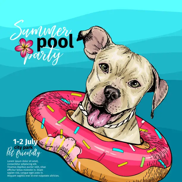 Vector illustration of Vector portrait of pit bull terrier dog swimming in water. Donut float. Summer pool paty illustration. Sea, ocean, beach. Hand drawn pet portait. Poster, t-shirt print, holiday, postcard, summertime.