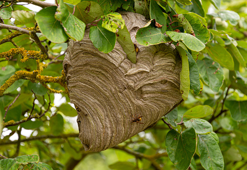 A wasp nest hangs in an apple tree in an orchard during summer