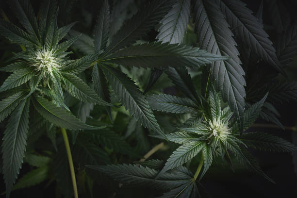 istock cannabis leaves and buds background 1165115535