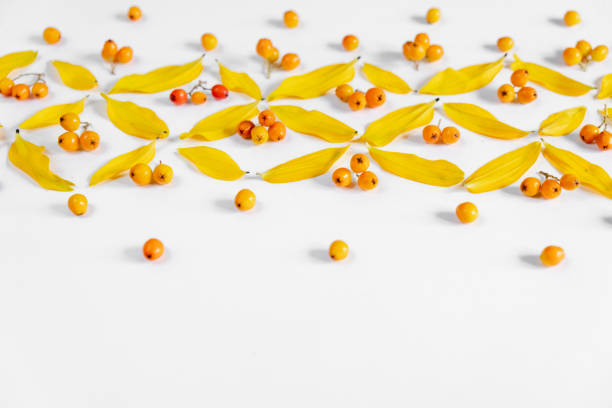 Autumn composition. Pattern made of leaves and rowan on white background. Autumn, fall, thanksgiving day concept. Flat lay, top view, copy space.