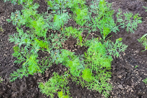 istock Growing organic dill spices in an open field. 1165117651