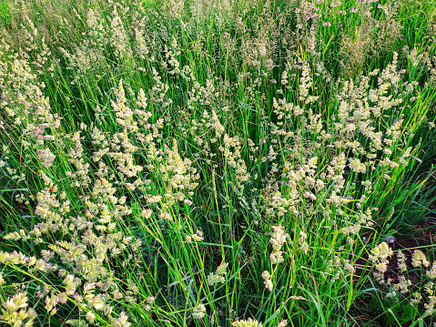 Flowering summer forage grasses. Inflorescence of timothy herbs. Cattle feed. Plant pattern background.