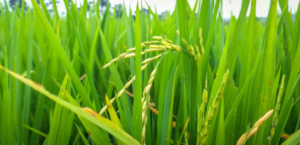 istock Rice plant with green grass  background 1165118837