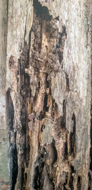 istock Fragile Dry wood 1165119159
