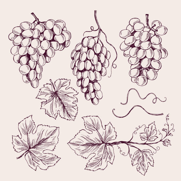 ilustrações de stock, clip art, desenhos animados e ícones de grape hand drawn. vine leaves and branch tendrils vintage vineyard vector sketch collection - berry vine